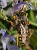 Nomada sp.
